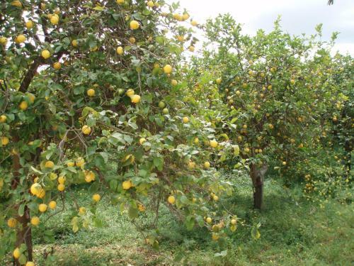 B&B Il Giardino Di Sicilia