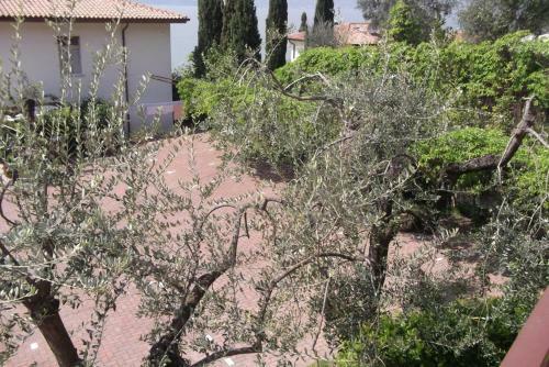 B&B Hotel Delle Rose