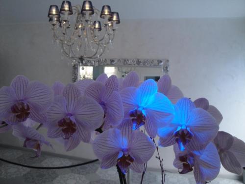 Hotel Boutique Blumarin