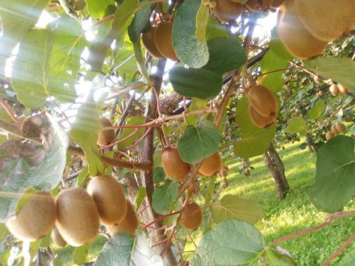 Bed & Breakfast Al Bagolaro
