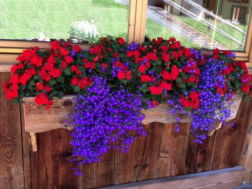 Apartamento Chalet Orchidea