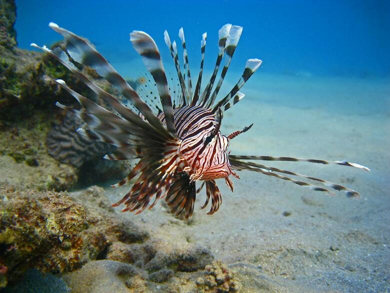 Hotel Oonas Dive Club