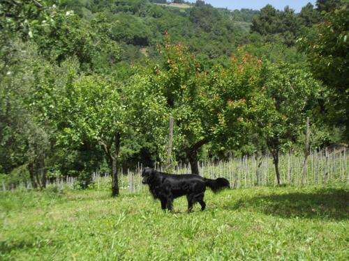 Apartamento Agriturismo Brasino