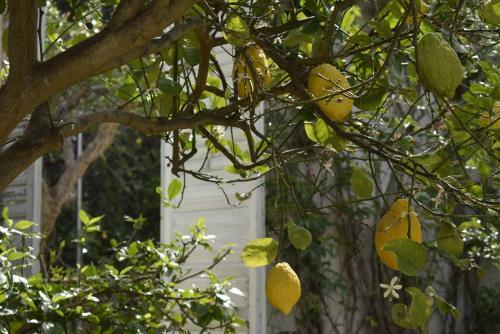 Agroturismo Villa Aurea Bed And Breakfast