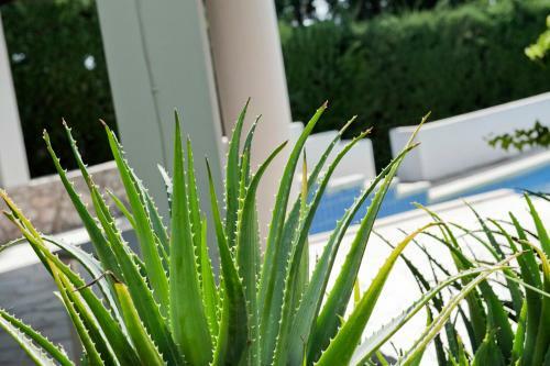 Agroturismo Villa Aurea Bed And Breakfast