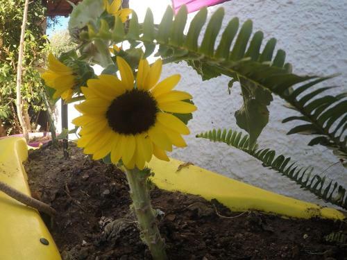 Camping B&B Gioiosa