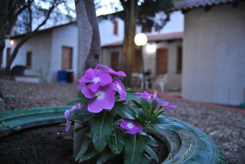 Camping B&B Gioiosa
