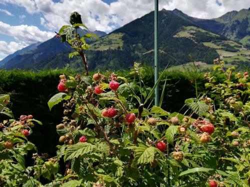 Bed & Breakfast Pension Klotznerhof