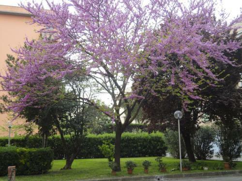 Bed & Breakfast Cisanello House
