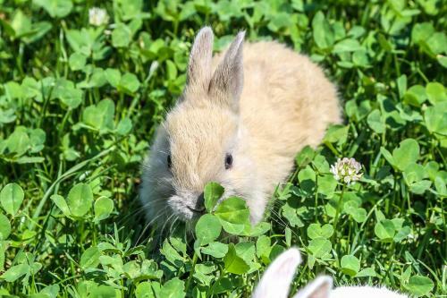 Agroturismo Thalerhof