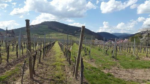 Apartamento Le G�te D'ammerschwihr