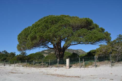 Mini-villa Des Bergeries De Palombaggia