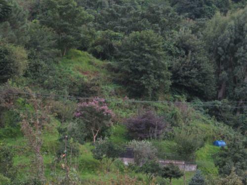 Hostal Guest House Romashka
