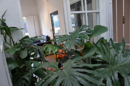Apartamento Casa Sicar�