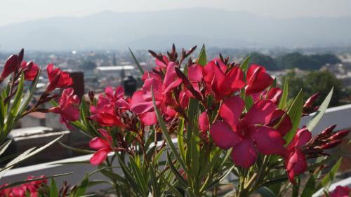 Apartamento Casa Sicar�