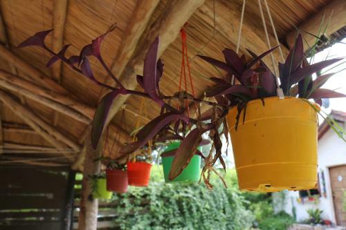 Lodge Tacuifi I
