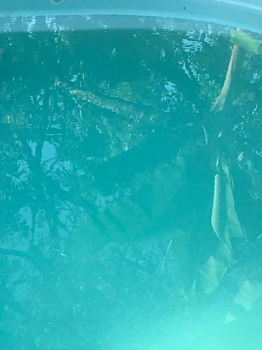 Lodge Caba�as Katy-arte
