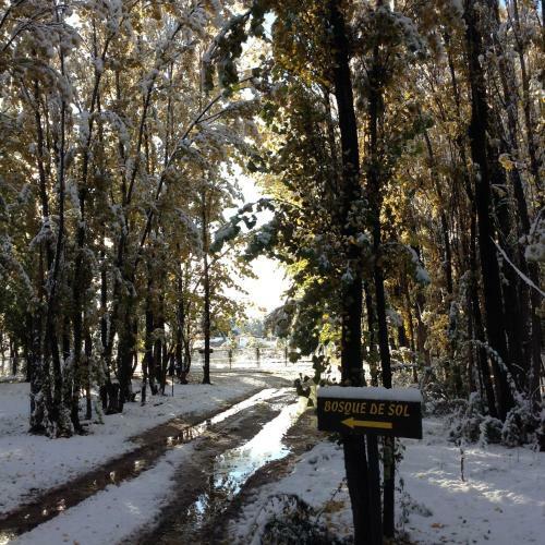 Bosque De Sol
