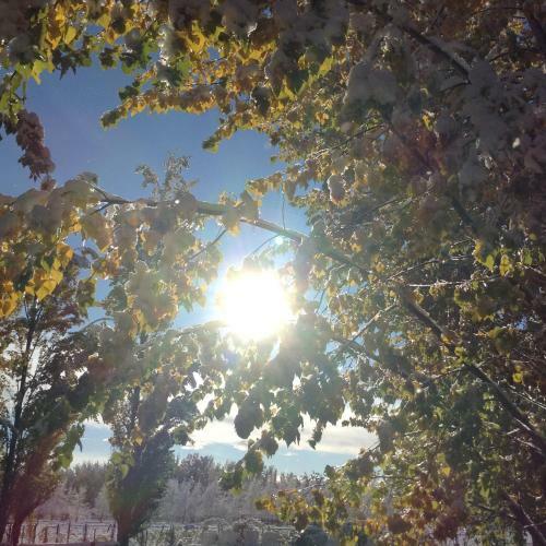 Bosque De Sol