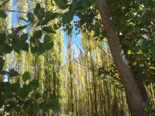 Bosque De Sol