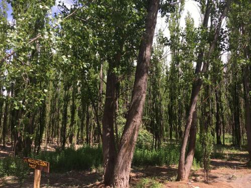 Bosque De Sol