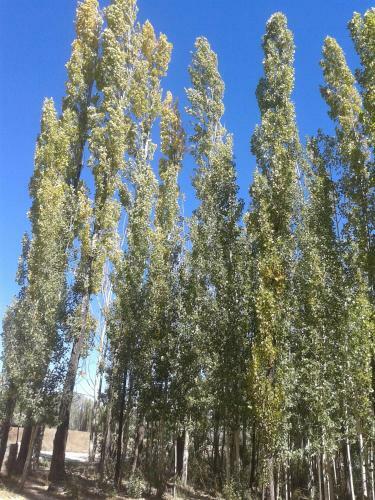 Bosque De Sol