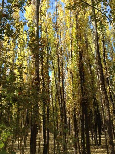 Bosque De Sol