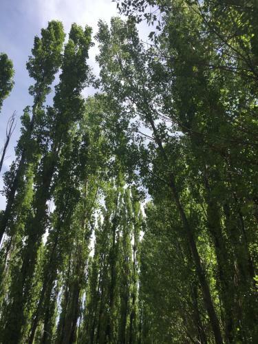 Bosque De Sol