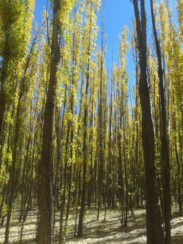Bosque De Sol