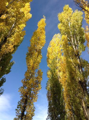 Bosque De Sol