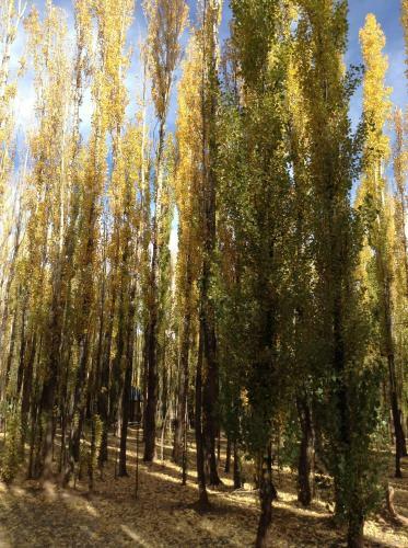 Bosque De Sol