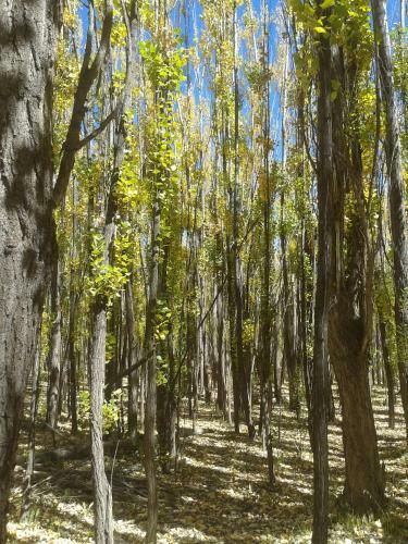 Bosque De Sol