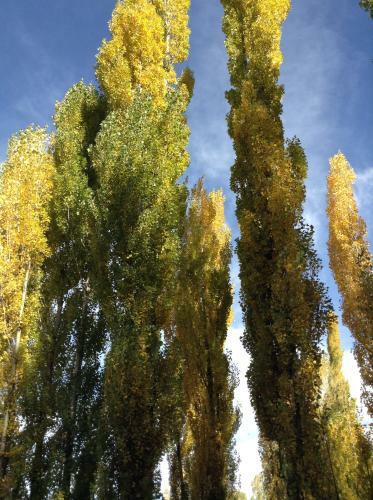 Bosque De Sol