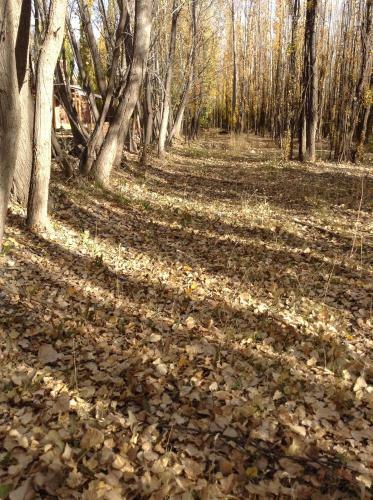 Bosque De Sol