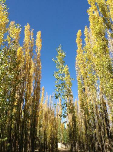 Bosque De Sol