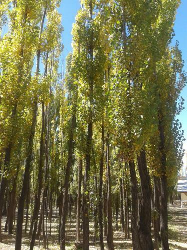 Bosque De Sol
