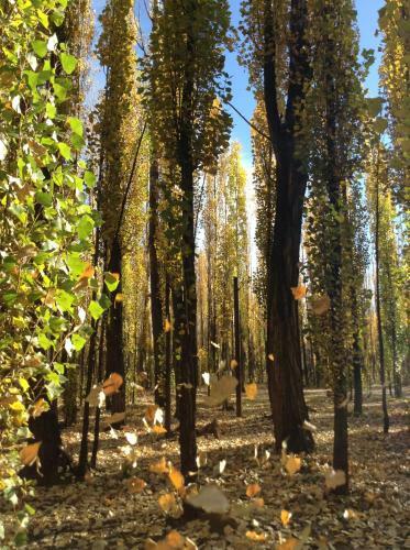 Bosque De Sol