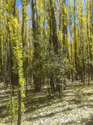Bosque De Sol