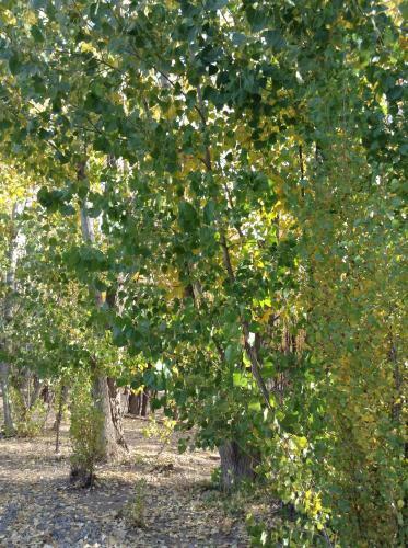 Bosque De Sol