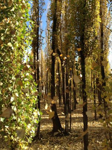 Bosque De Sol