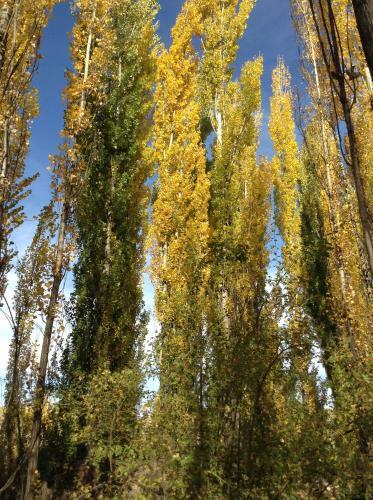 Bosque De Sol