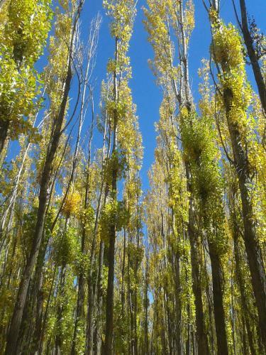 Bosque De Sol