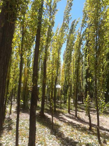 Bosque De Sol