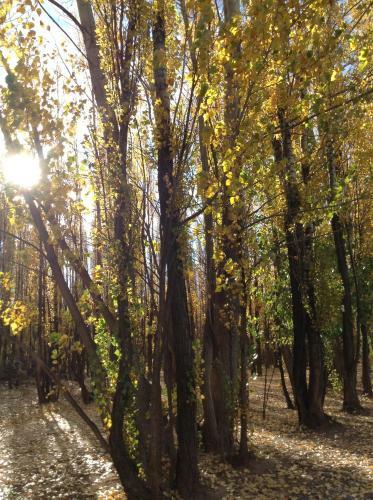 Bosque De Sol