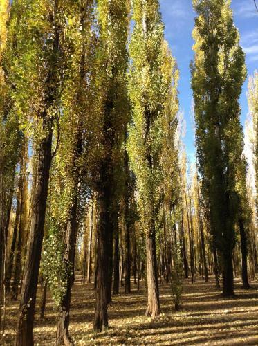 Bosque De Sol