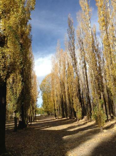 Bosque De Sol