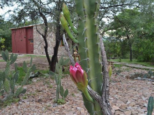 Lodge Magenta Complejo Caba�as & Spa