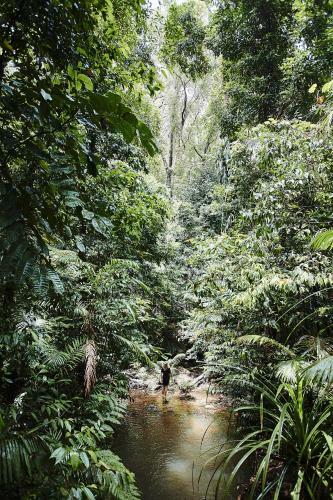 Hotel Daintree Eco Lodge & Spa