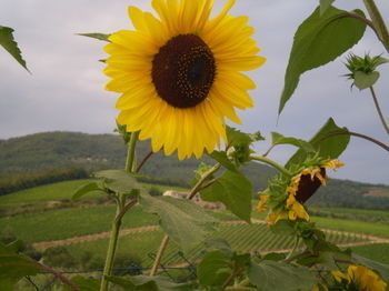 Bed & Breakfast Nido Del Merlo