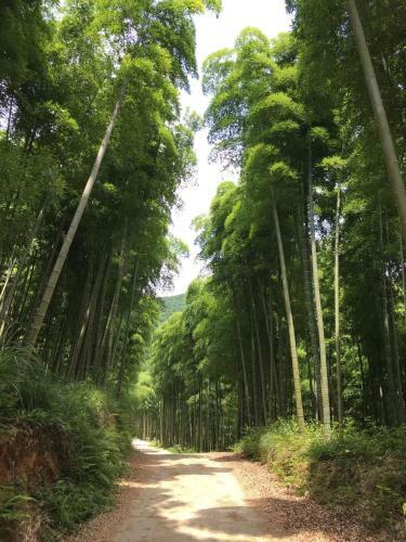 Bed & Breakfast Moganshan Bamboo View Guesthouse